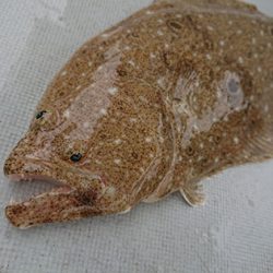 松本釣船2 釣果