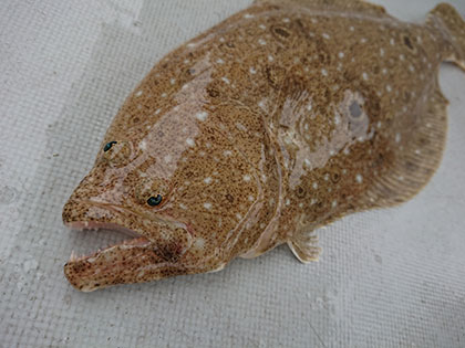 松本釣船２ 釣果