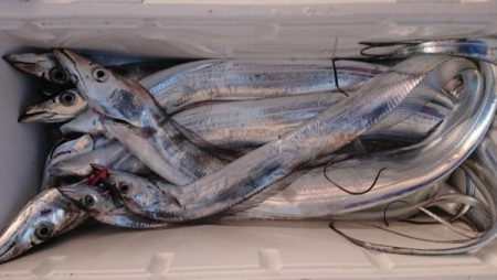 オーフリー 釣果