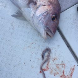 マタウマリンサービス 釣果