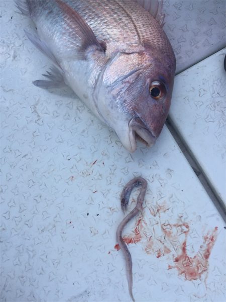 マタウマリンサービス 釣果