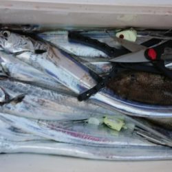 オーフリー 釣果