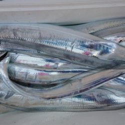 オーフリー 釣果