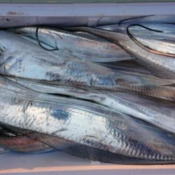 オーフリー 釣果