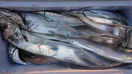 オーフリー 釣果