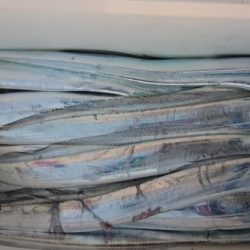 オーフリー 釣果