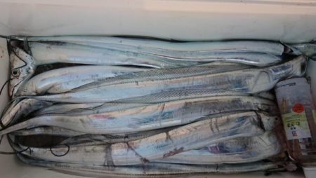 オーフリー 釣果