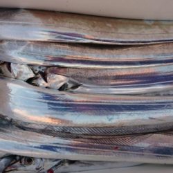 オーフリー 釣果