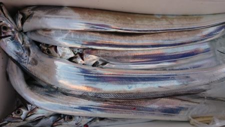 オーフリー 釣果