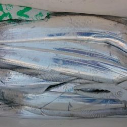 オーフリー 釣果