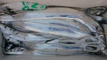 オーフリー 釣果