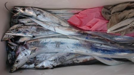 オーフリー 釣果