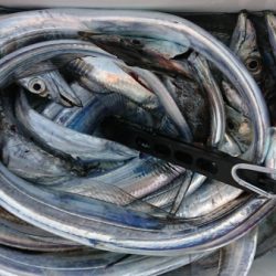 オーフリー 釣果