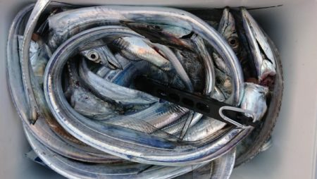 オーフリー 釣果