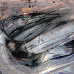 オーフリー 釣果