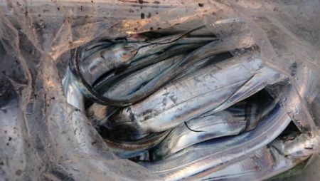 オーフリー 釣果