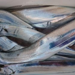 オーフリー 釣果