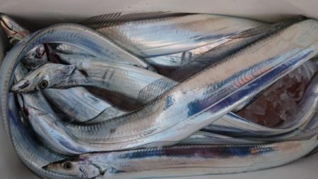 オーフリー 釣果