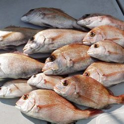 松本釣船2 釣果