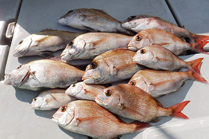 松本釣船2 釣果