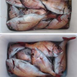 来温丸（らいおんまる） 釣果