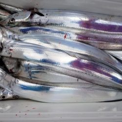 オーフリー 釣果