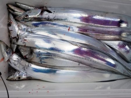 オーフリー 釣果