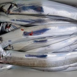 オーフリー 釣果