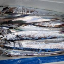 オーフリー 釣果