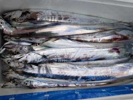 オーフリー 釣果