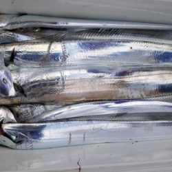 オーフリー 釣果