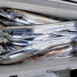 オーフリー 釣果