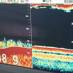 松本釣船２ 釣果
