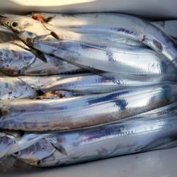 オーフリー 釣果