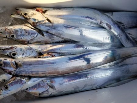 オーフリー 釣果