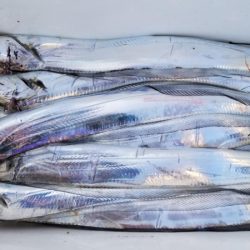 オーフリー 釣果