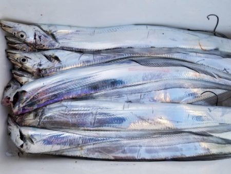 オーフリー 釣果