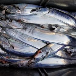 オーフリー 釣果