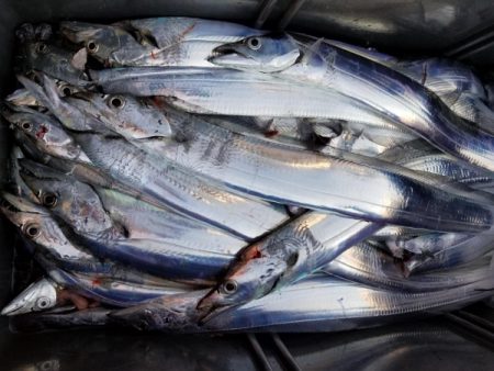 オーフリー 釣果