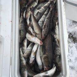 第八平成丸 釣果