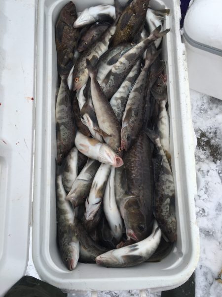 第八平成丸 釣果