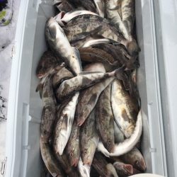 第八平成丸 釣果