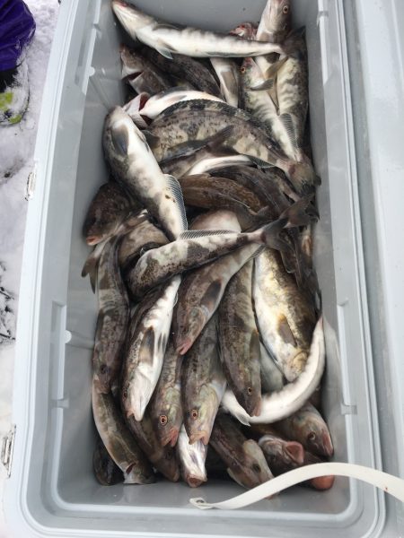 第八平成丸 釣果