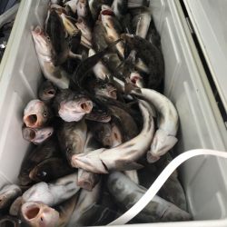 第八平成丸 釣果