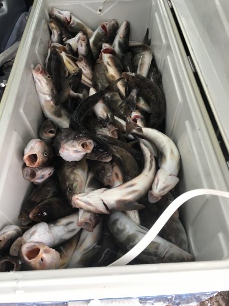 第八平成丸 釣果