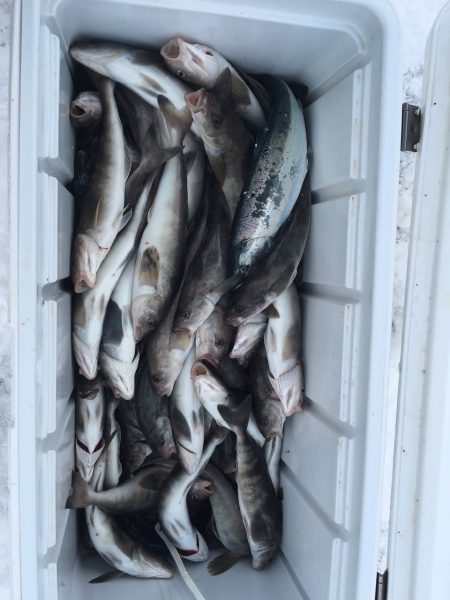 第八平成丸 釣果