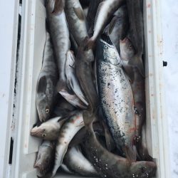 第八平成丸 釣果