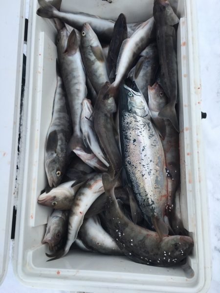 第八平成丸 釣果