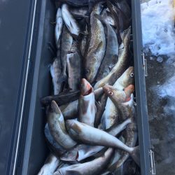 第八平成丸 釣果