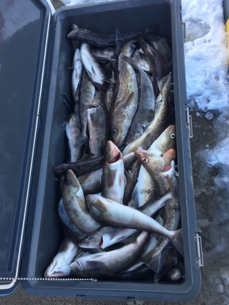 第八平成丸 釣果